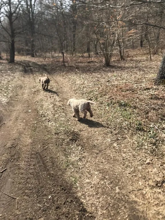 Irpinia Truffle Hunting and Wine Tasting Experience with Transfer-4