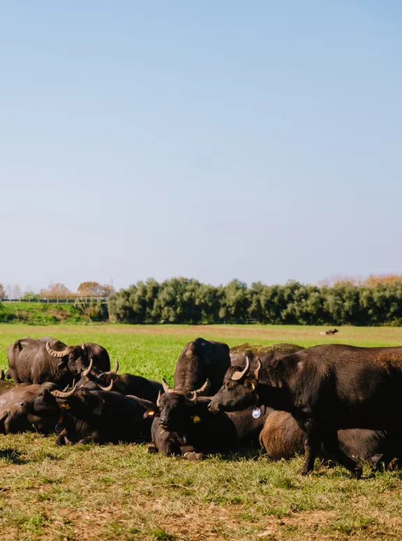 Buffalo Farm and Paestum Temples Private Tour with guide-6