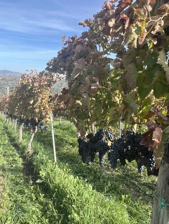 Irpinia Wine Tasting and Lunch in a Typical Farmhouse-14