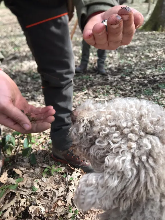 Irpinia Truffle Hunting and Wine Tasting Experience with Transfer-5