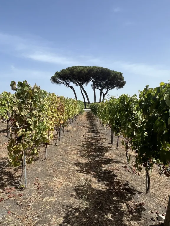 Pompeii and Vesuvius Winery-12