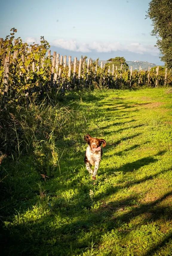 Cilento Experience: Castellabate Tour with Wine and Food Tasting-10