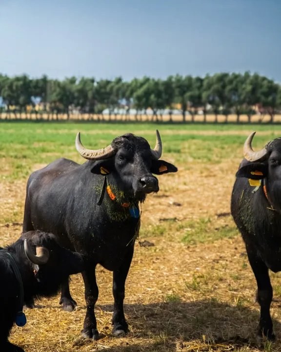 Buffalo Farm and Paestum Temples Private Tour with guide-1
