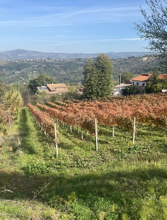 Irpinia Wine Tasting and Lunch in a Typical Farmhouse-13