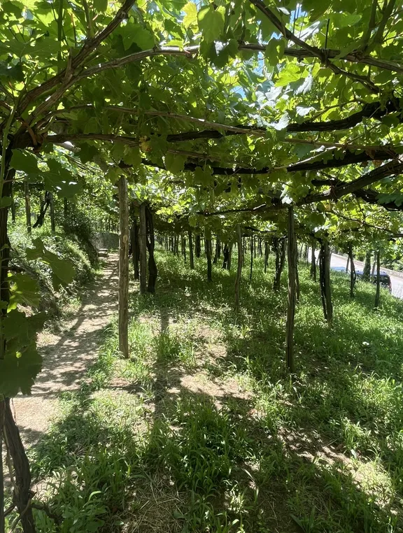 Amalfi Coast Tour & Wine Tasting-2