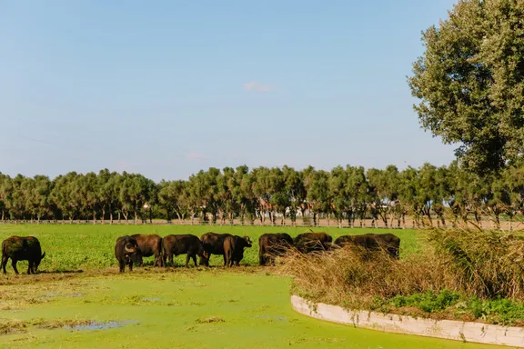 Buffalo Farm and Paestum Temples Private Tour with guide-7