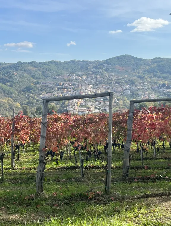 Irpinia Wine Tasting and Lunch in a Typical Farmhouse-15